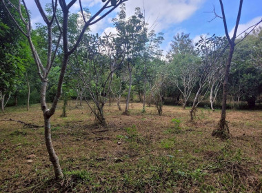 ลงพื้นที่ติดตามและเก็บข้อมูลเกษตรกรโครงการส่งเสริมและพัฒนาอาชีพเพื่อแก้ไขปัญหาที่ดินทำกินของเกษตรกร ... พารามิเตอร์รูปภาพ 6